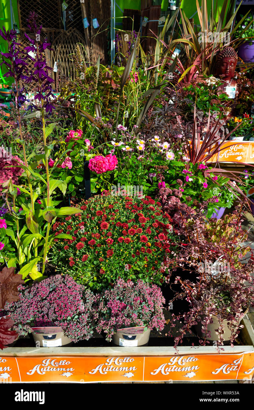 A display of flowering plants for sale in a North Yorkshire Garden Centre promoted as - Hello Autumn Stock Photo