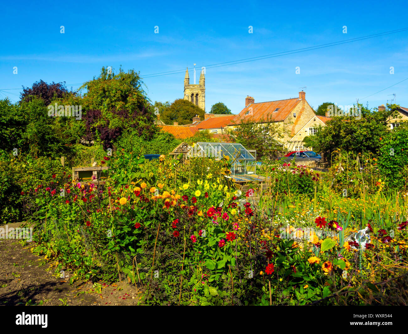 Allotments by a busy footpath in Helmsley Town Centre flowering in early autumn Stock Photo