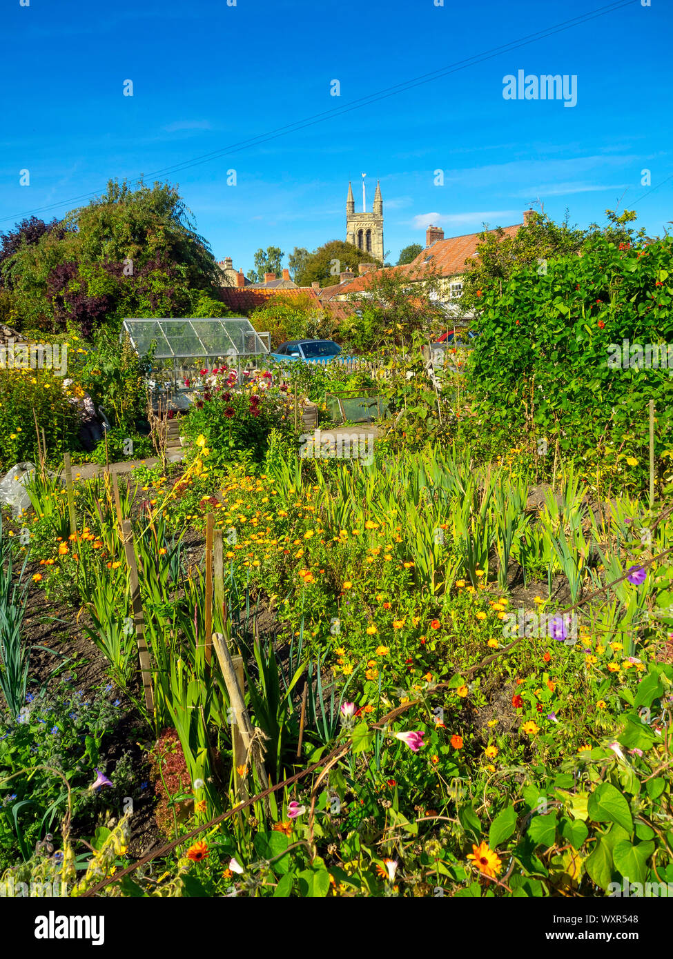 Allotments by a busy footpath in Helmsley Town Centre flowering in early autumn Stock Photo