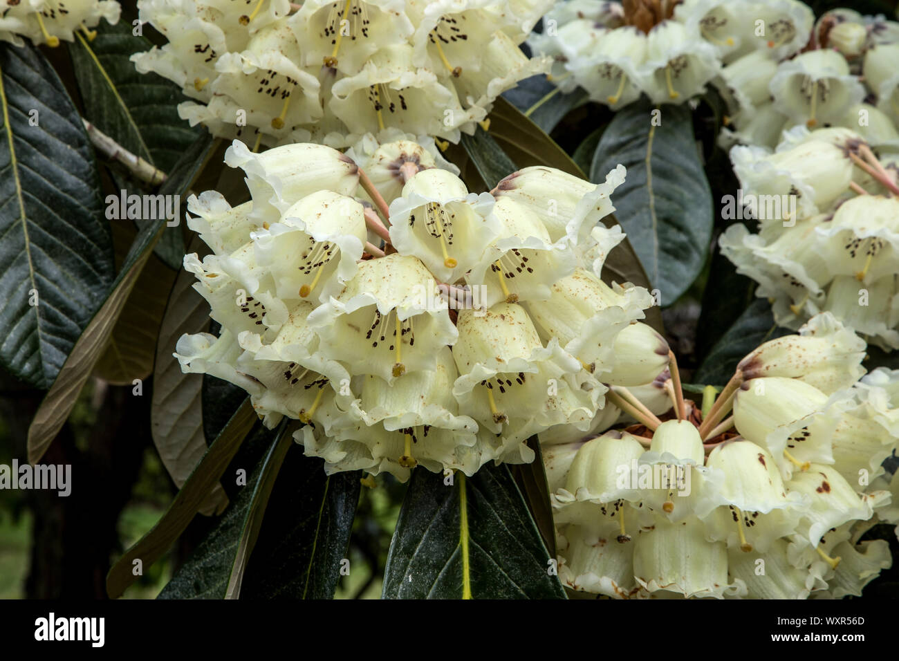 Rhododendron blossoms growing on a large rhododendron tree Stock Photo ...