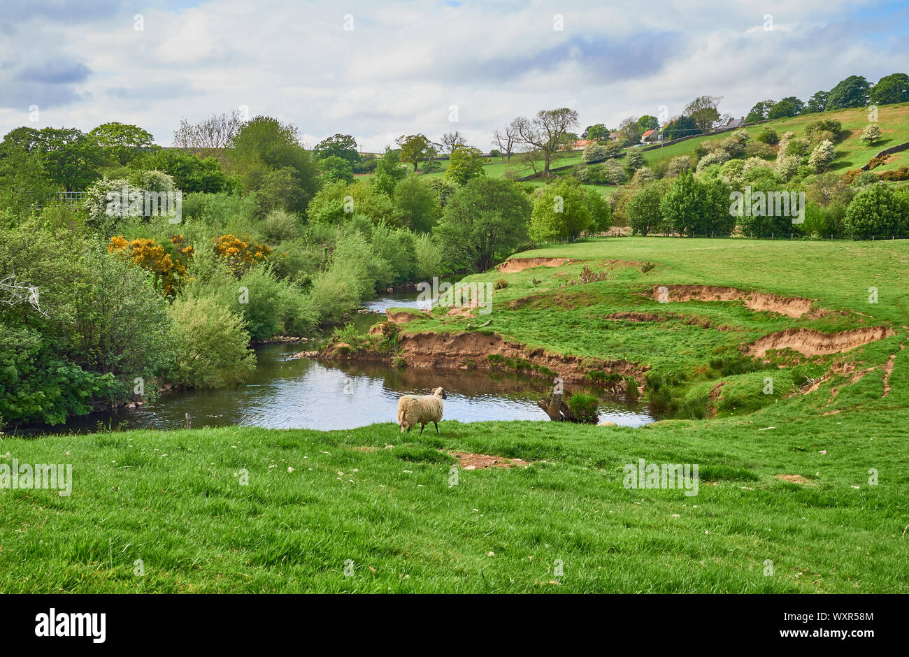 A rural landscape scene of a tree lined river with sheep and a grassy meadow in North Yorkshire, England Stock Photo