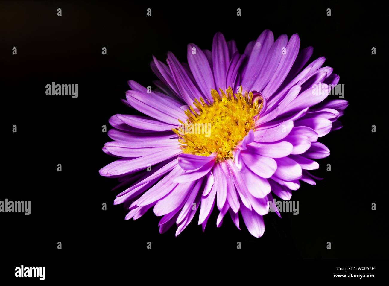 Beautiful Aster flower on a black background Stock Photo
