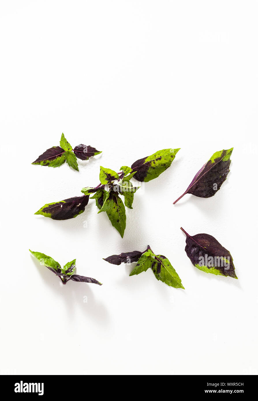 leaves of colored green and purple basil on a white background. effect of vitiligo Stock Photo
