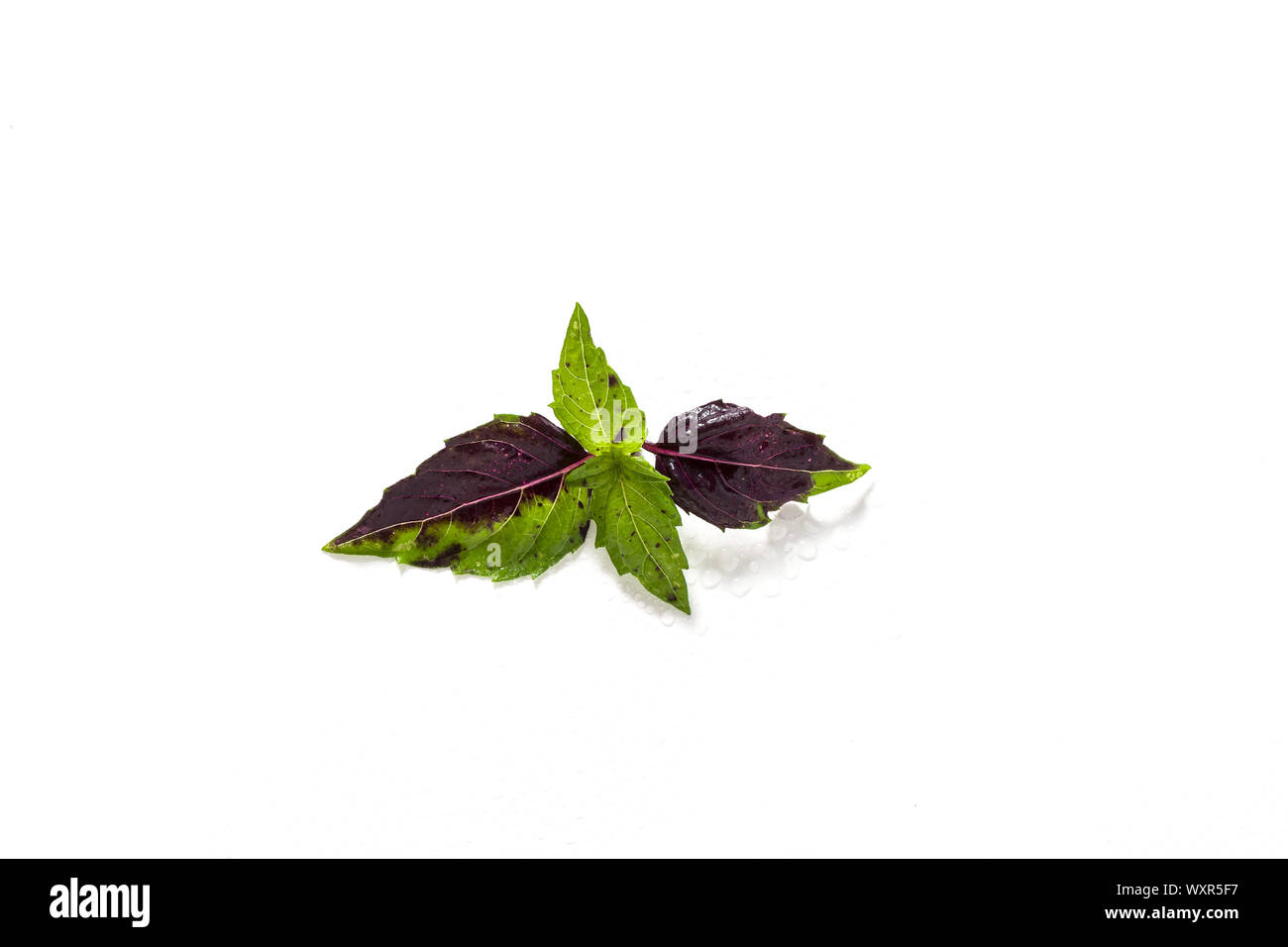 leaves of colored green and purple basil on a white background. effect of vitiligo Stock Photo