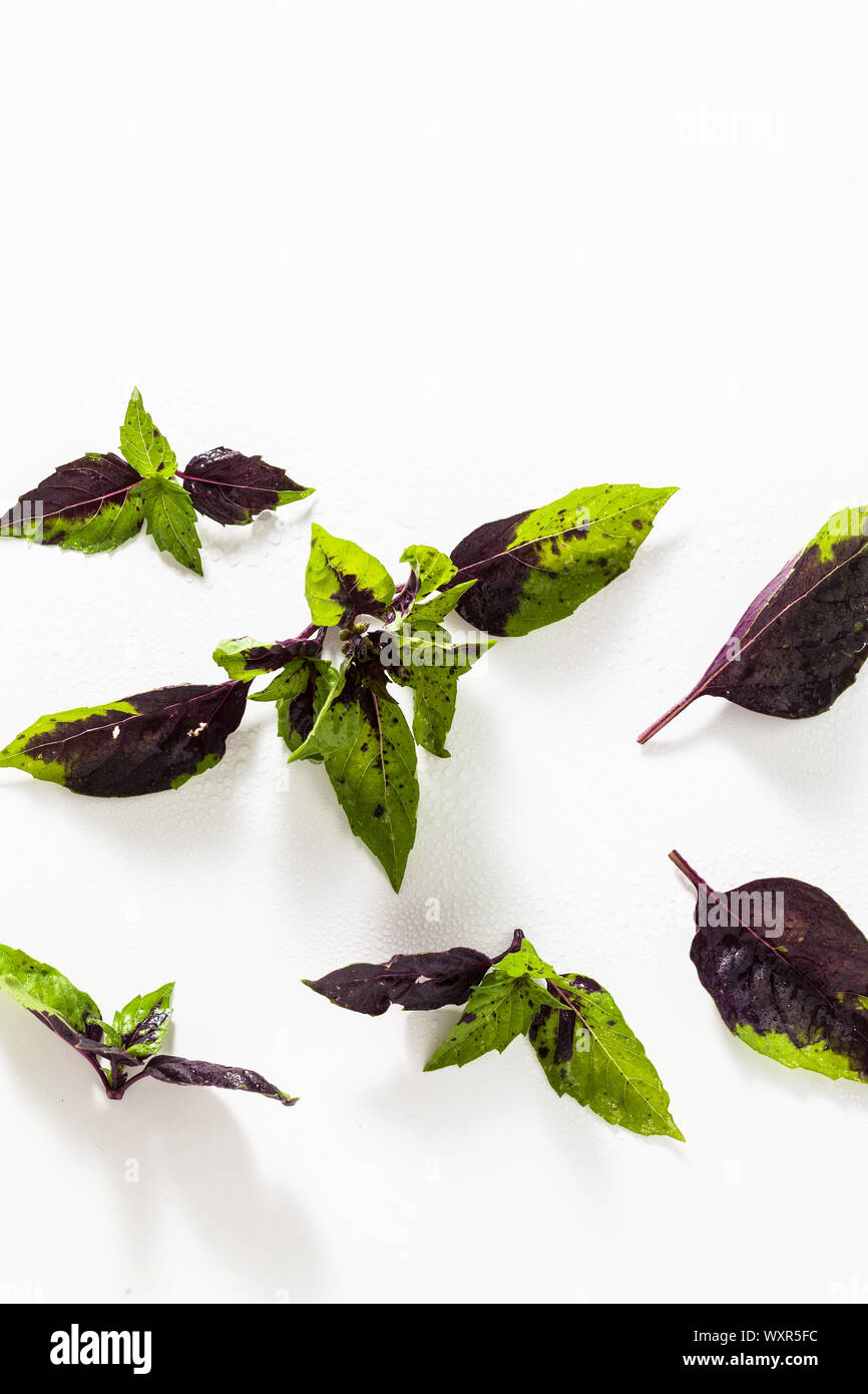 leaves of colored green and purple basil on a white background. effect of vitiligo Stock Photo