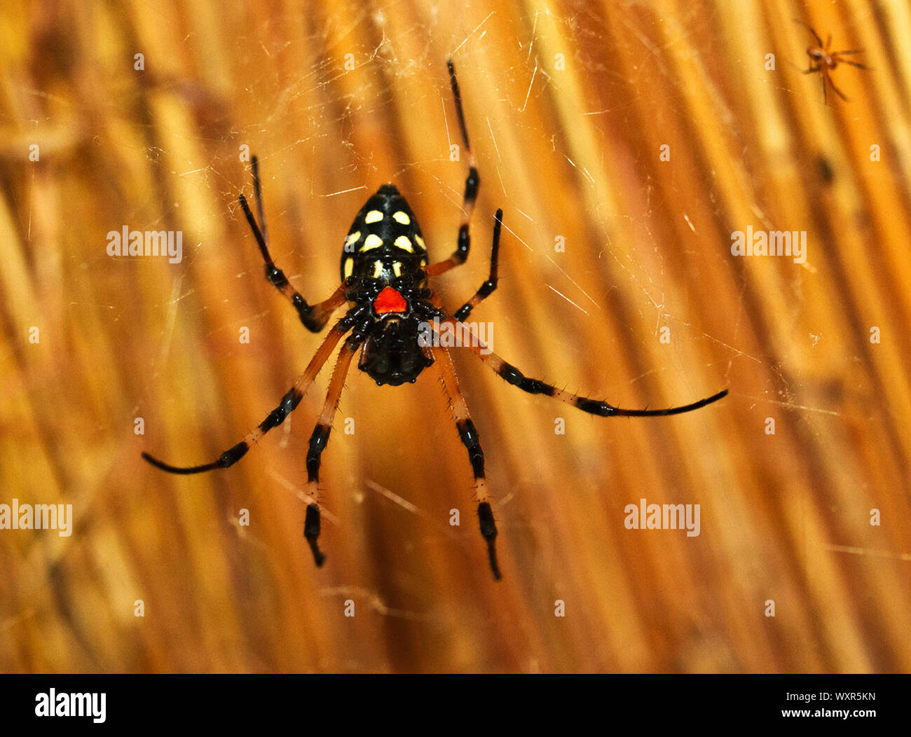 The Hermit Spider is a large member of the Golden Orb-Web family. They do not make a full orb and they often make the nest up against a structure such Stock Photo