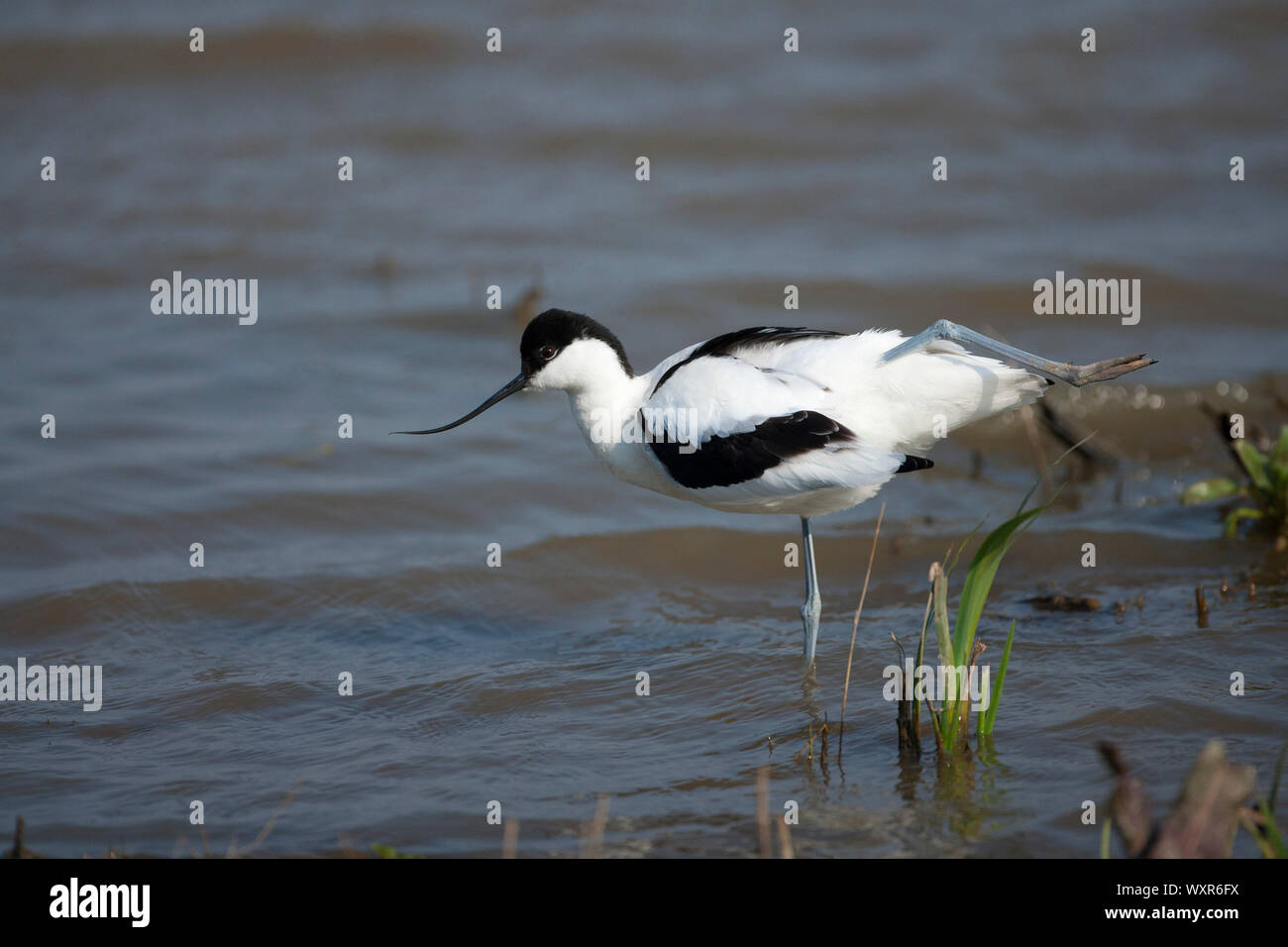 Avocet, Recurvirostra avosetta, single adult standing in water ...
