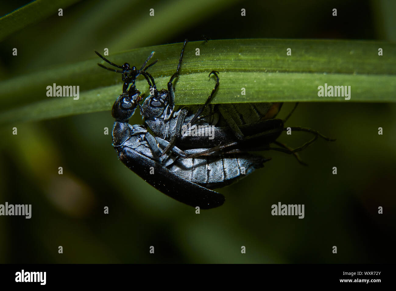 Sunbeam And Dewdrop High Resolution Stock Photography and Images - Alamy