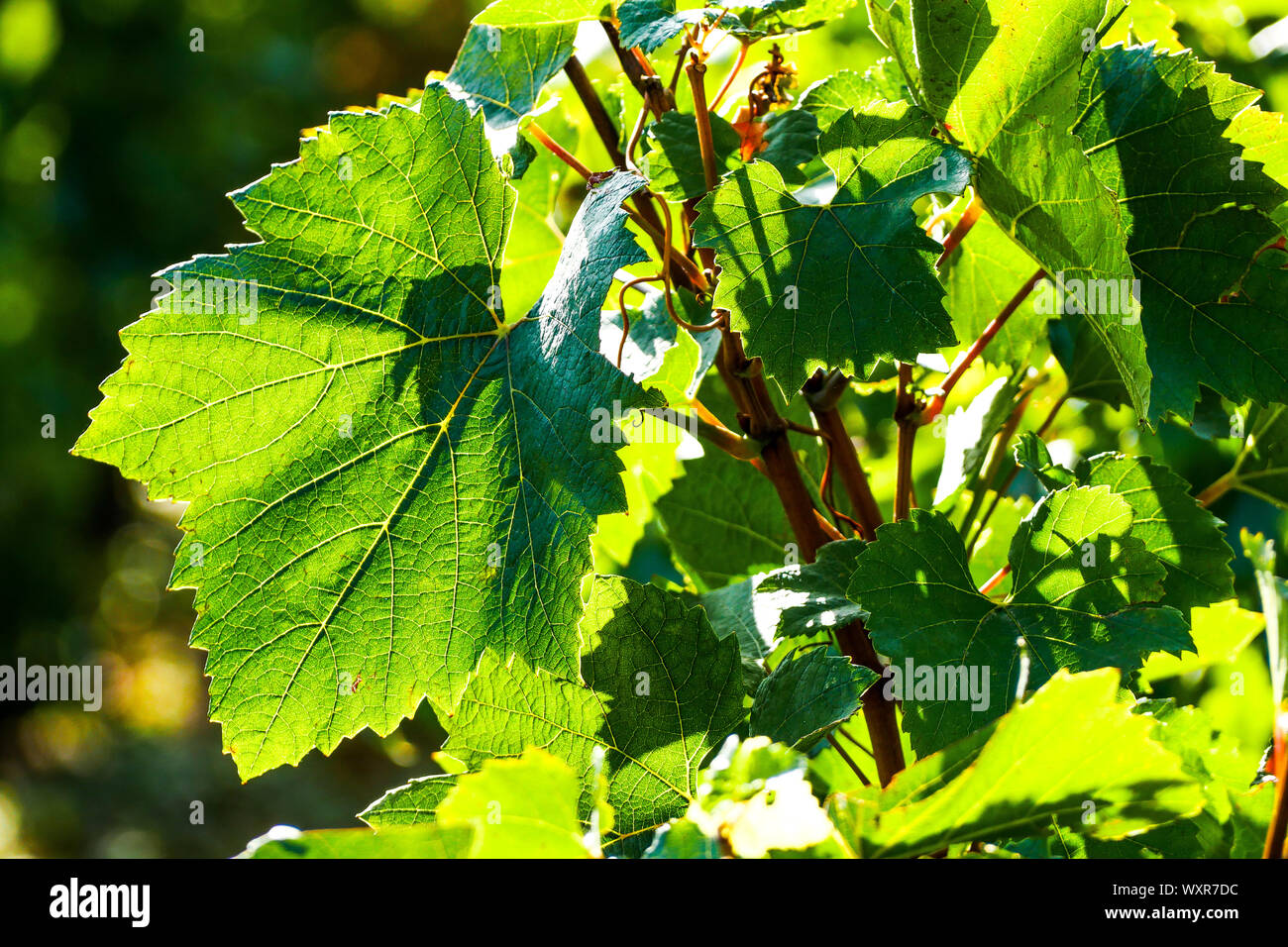 Green vine leaves in a backlight, Vergisson, Burgundy, Saône-et-Loire, Bourgogne-Franche-Comté Region, France Stock Photo