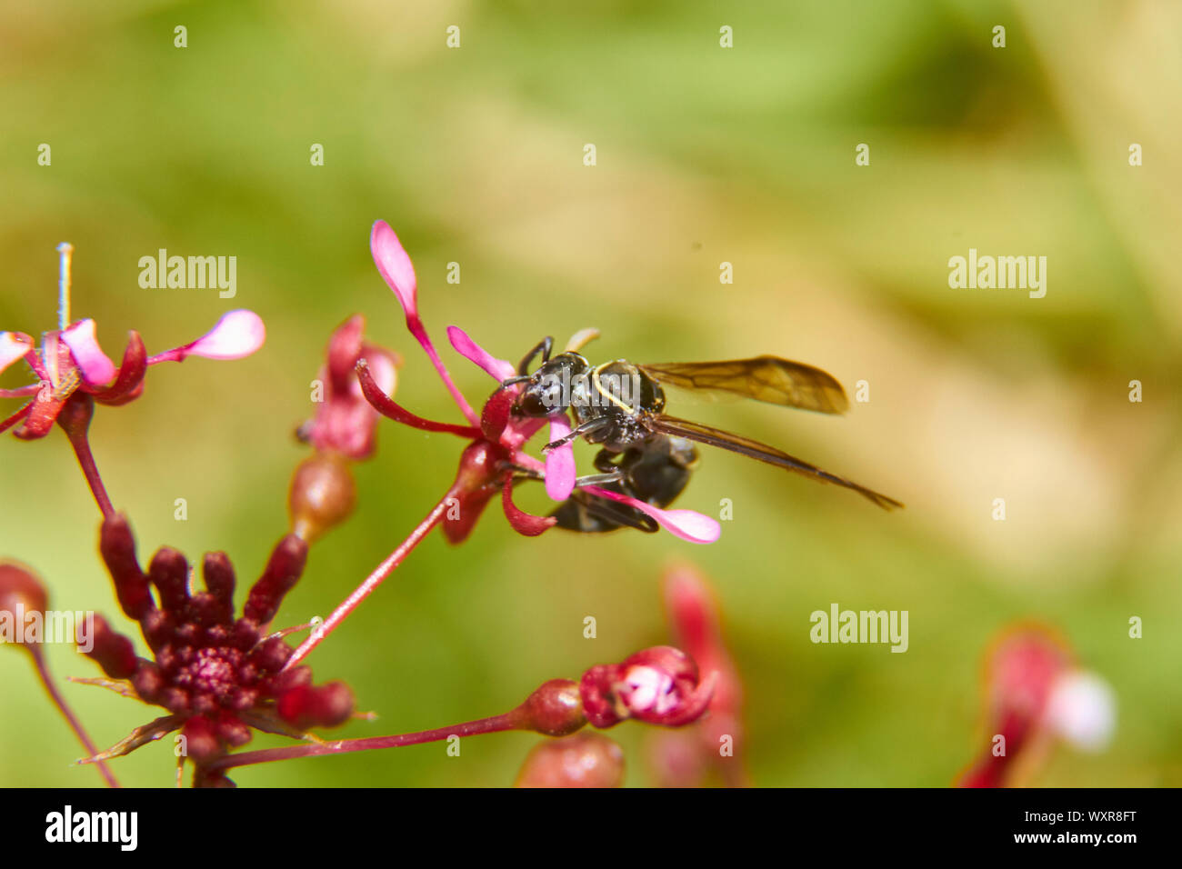 insect in nature takes macro with flowers at sunrise from the garden ...