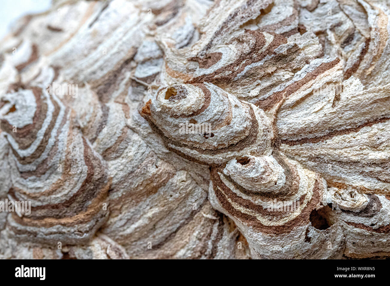 wasp nest close up detail pattern, insurance insect Stock Photo