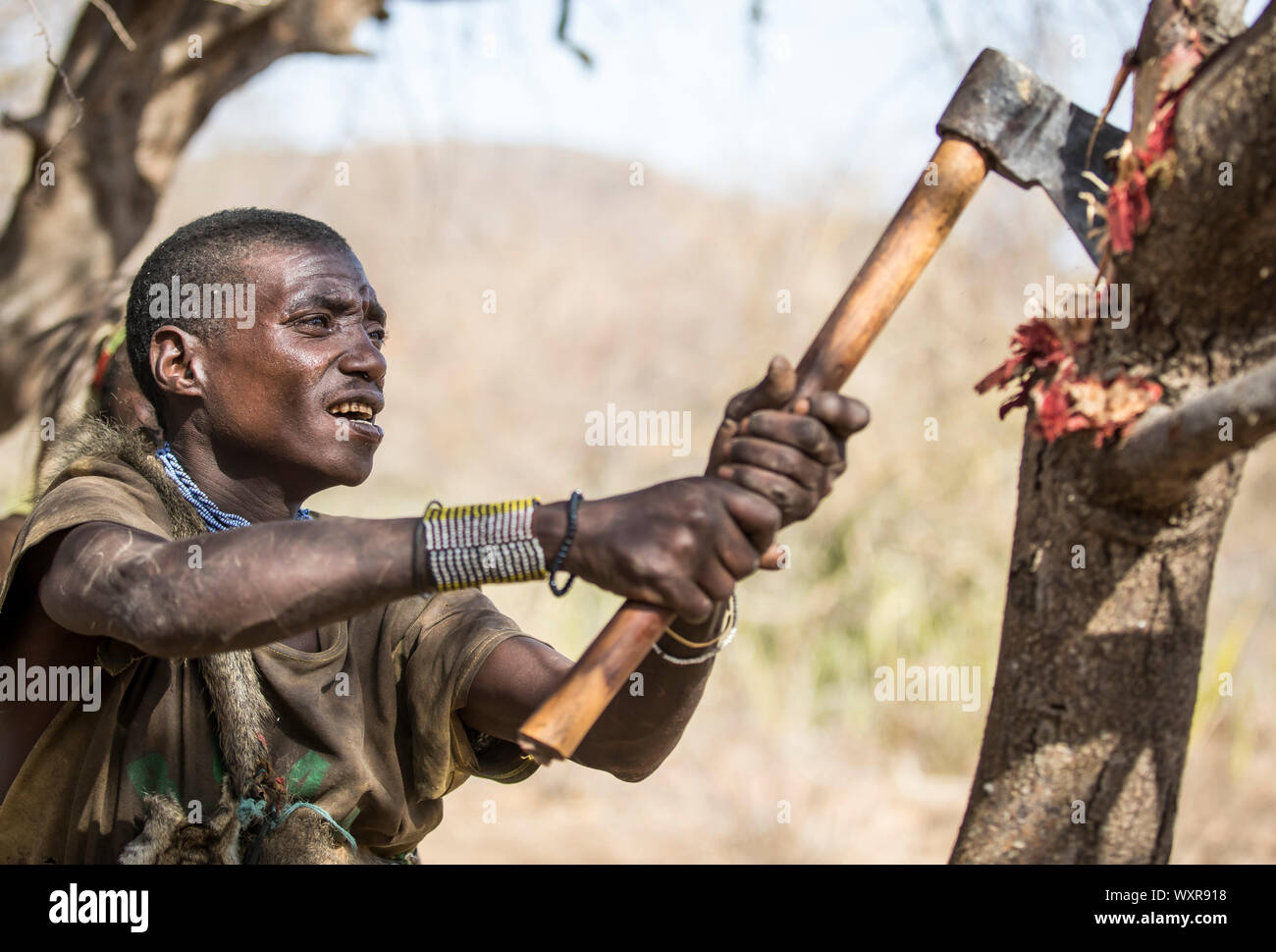 Lake Eyasi, Tanzania, 11th September 2019: Hadzabe man looking for honey in a tree Stock Photo