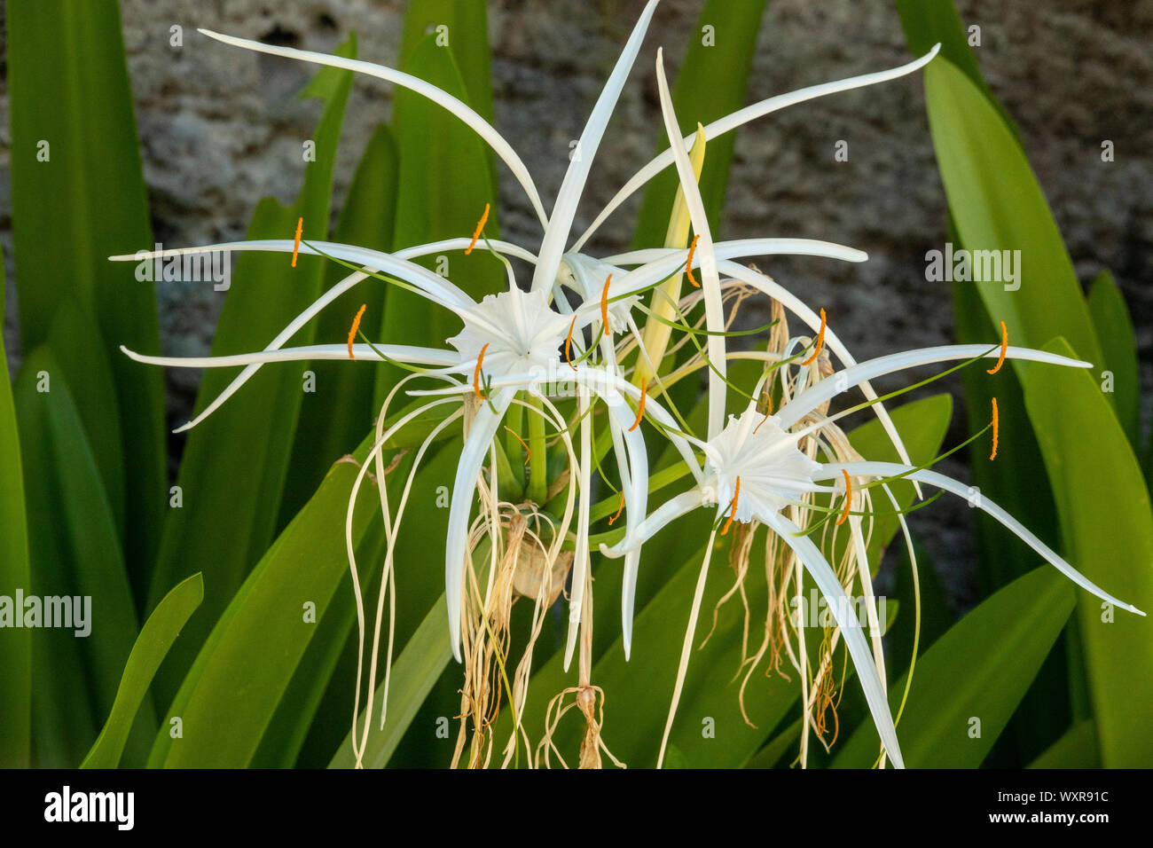 A detail of a Spider Lily (Hymenocallis) Stock Photo