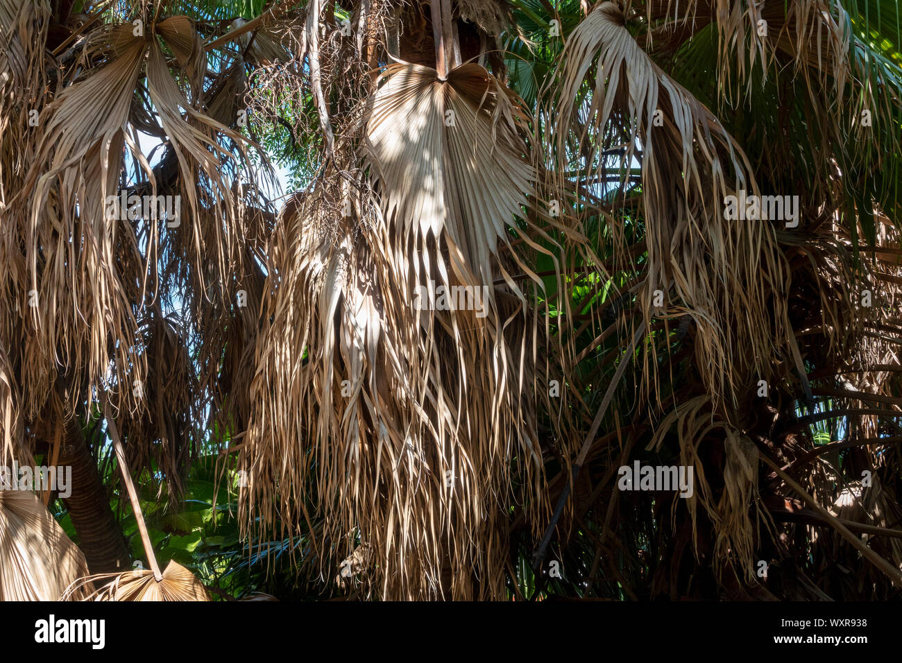 Drooping dried palm fronds Bermuda Stock Photo