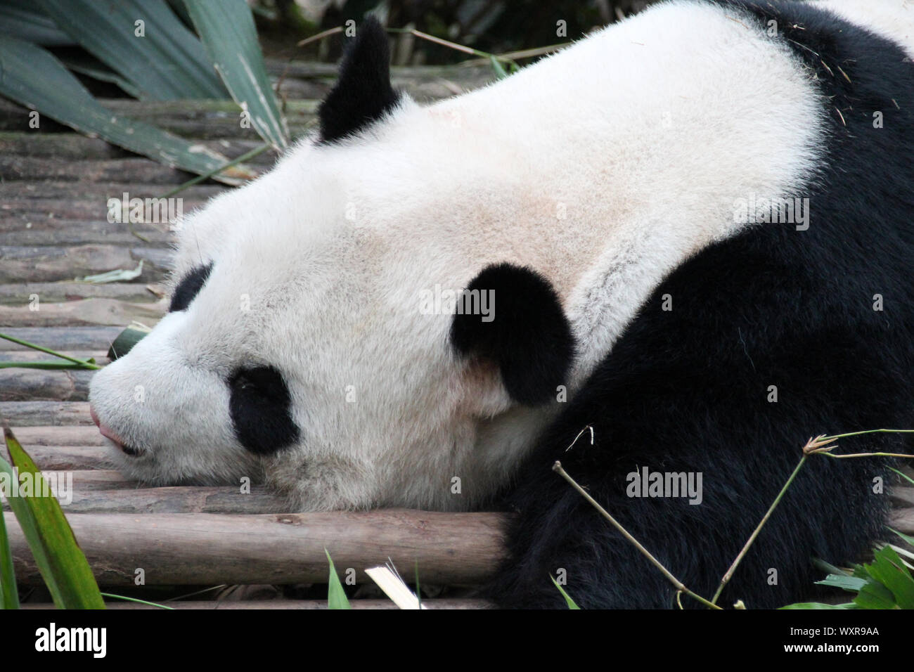 panda in a zoo in singapore Stock Photo - Alamy
