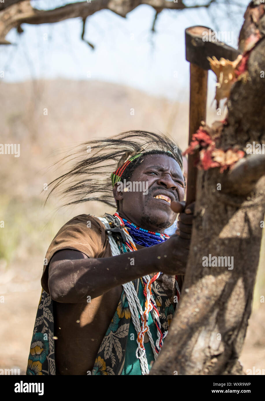 Lake Eyasi, Tanzania, 11th September 2019: Hadzabe man looking for honey in a tree Stock Photo