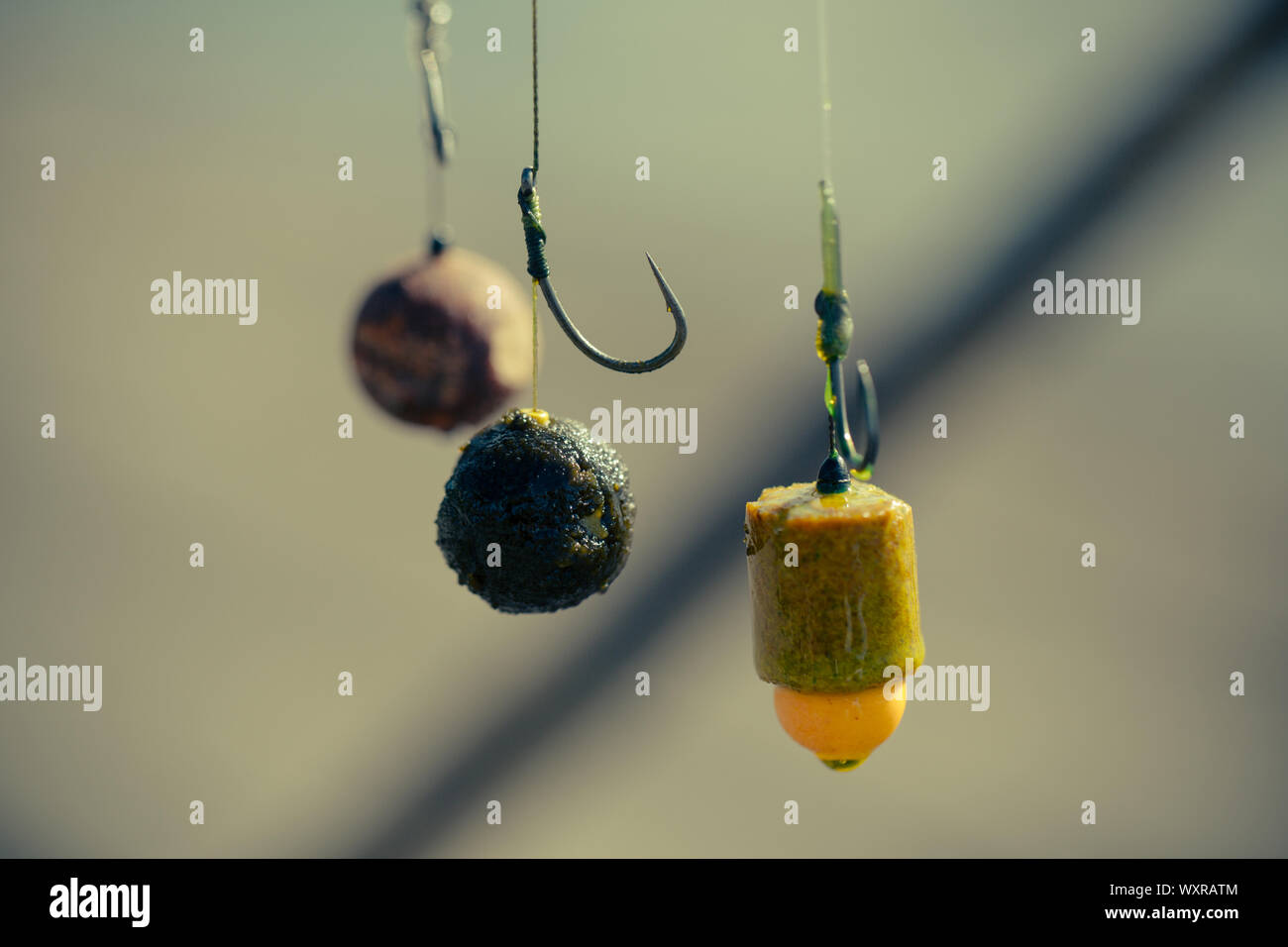 carp fishing bait