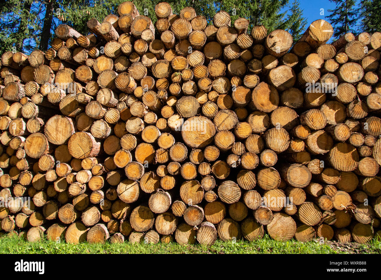 Cut down trees for forestry. Detailed warm dark brown and orange tones ...