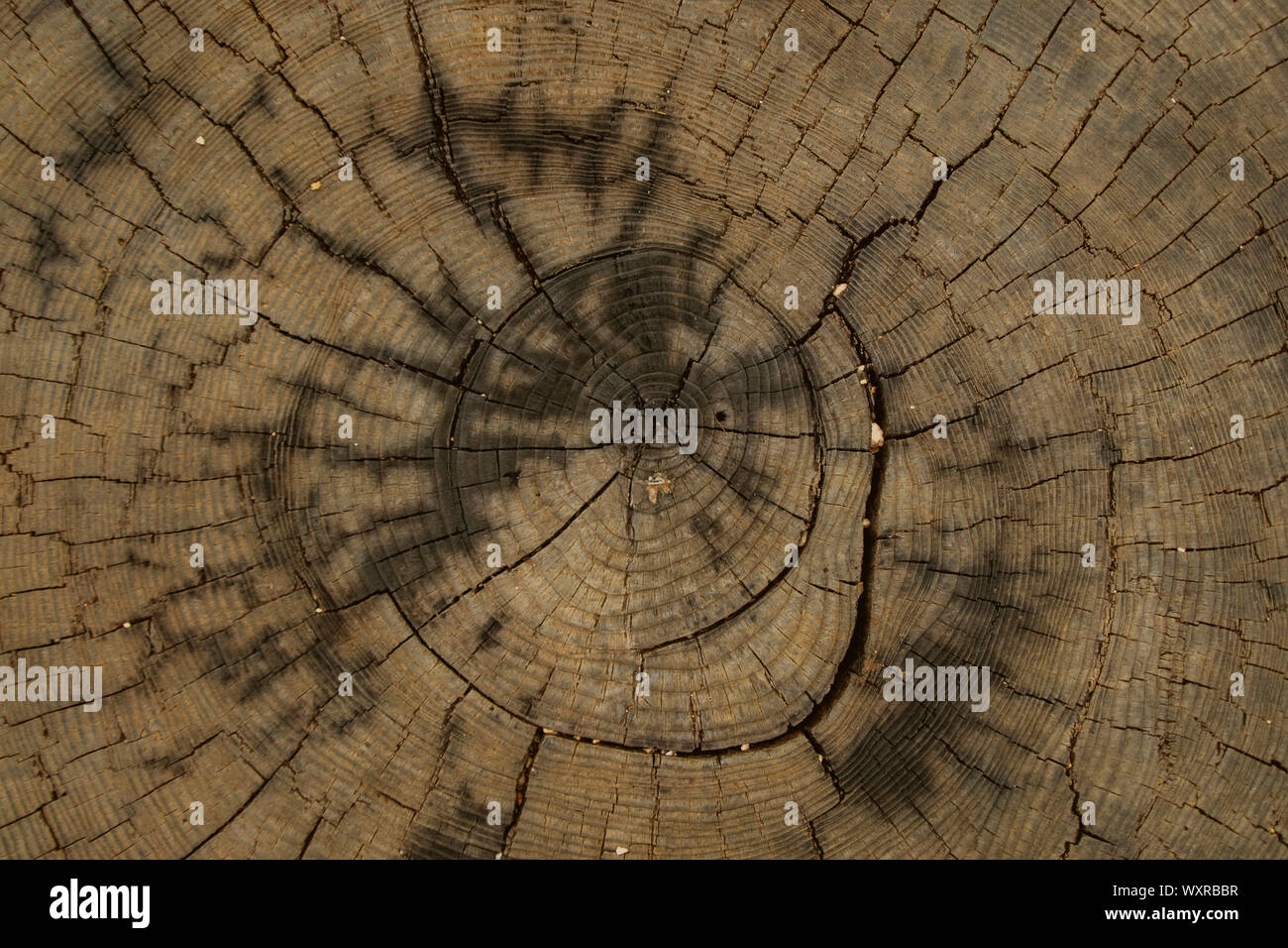 Cut down trees for forestry. Detailed warm dark brown and orange tones ...
