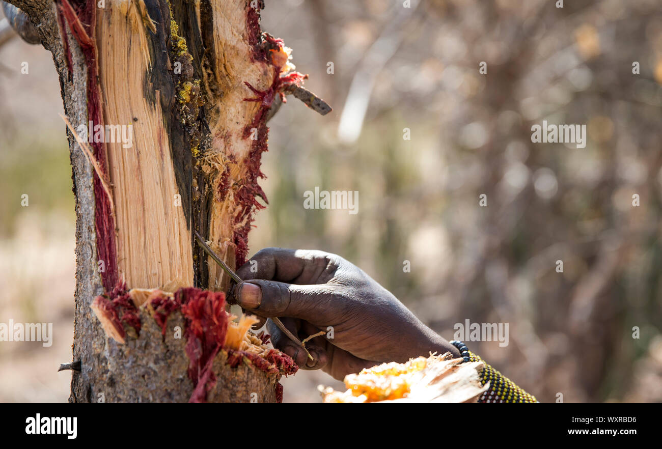 hadzabe man picking honey out of a tree Stock Photo