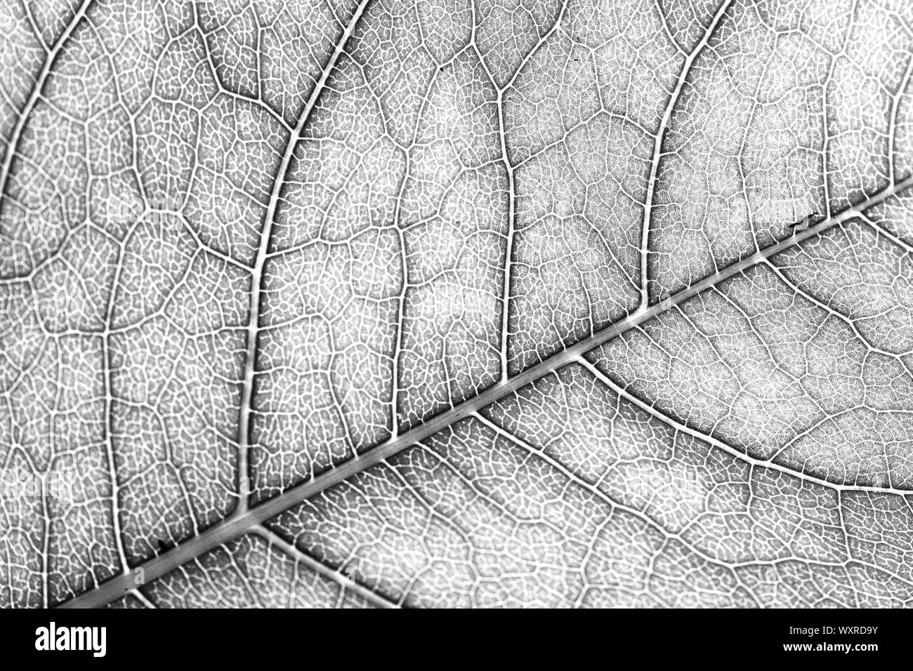 Leaf structure, textured black and white art photo Stock Photo - Alamy