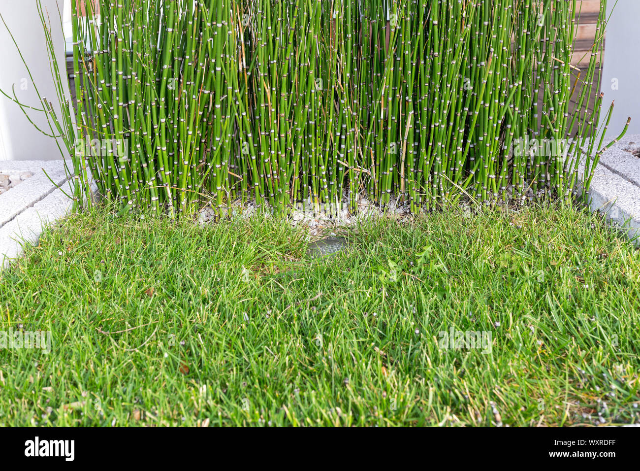 Bamboo Sticks Stock Photos Bamboo Sticks Stock Images Page 7