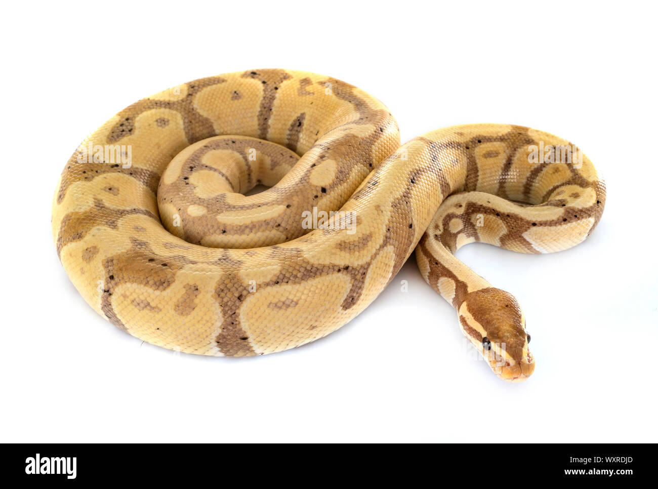 Ball python in front of white background Stock Photo - Alamy