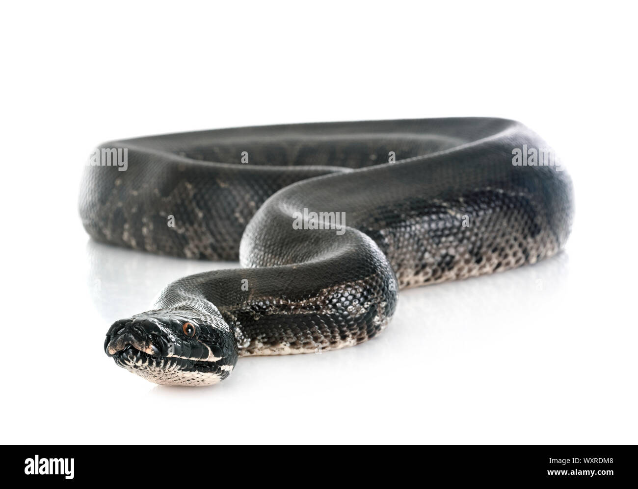 Python curtus in front of white background Stock Photo - Alamy