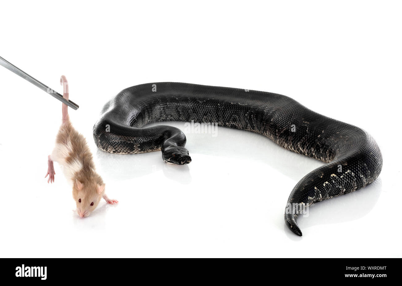 Python curtus in front of white background Stock Photo