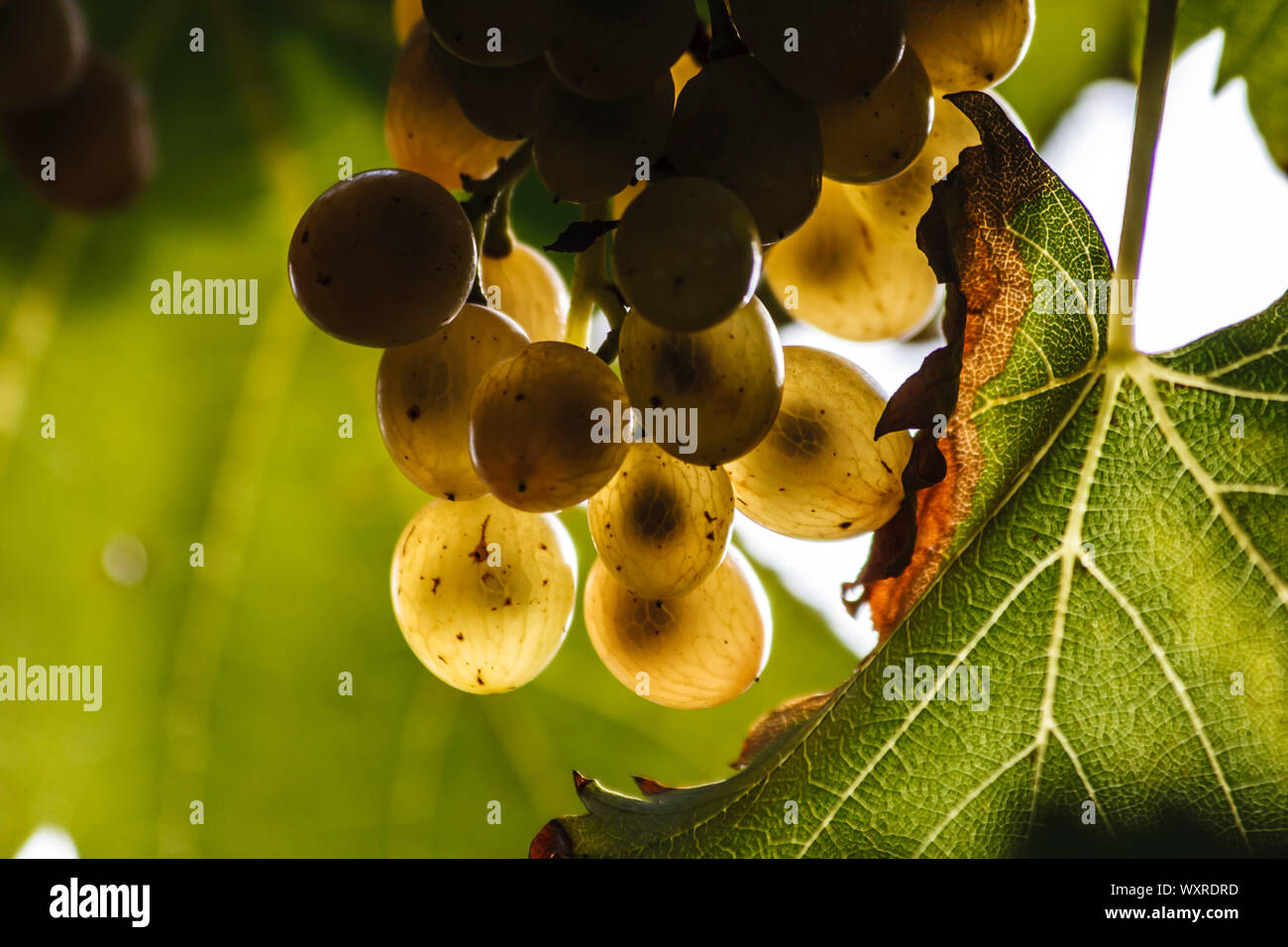 sunlit grapes with leaves in the background Stock Photo