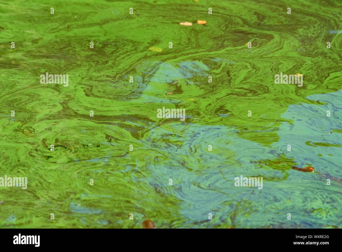 Water contamination. Green weed in sea water close up Stock Photo Alamy