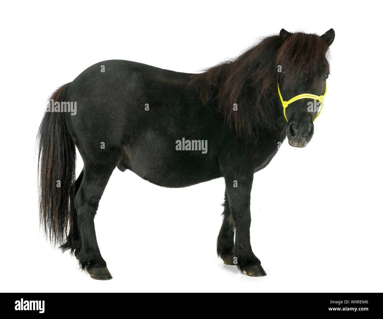 miniature horse in front of white background Stock Photo