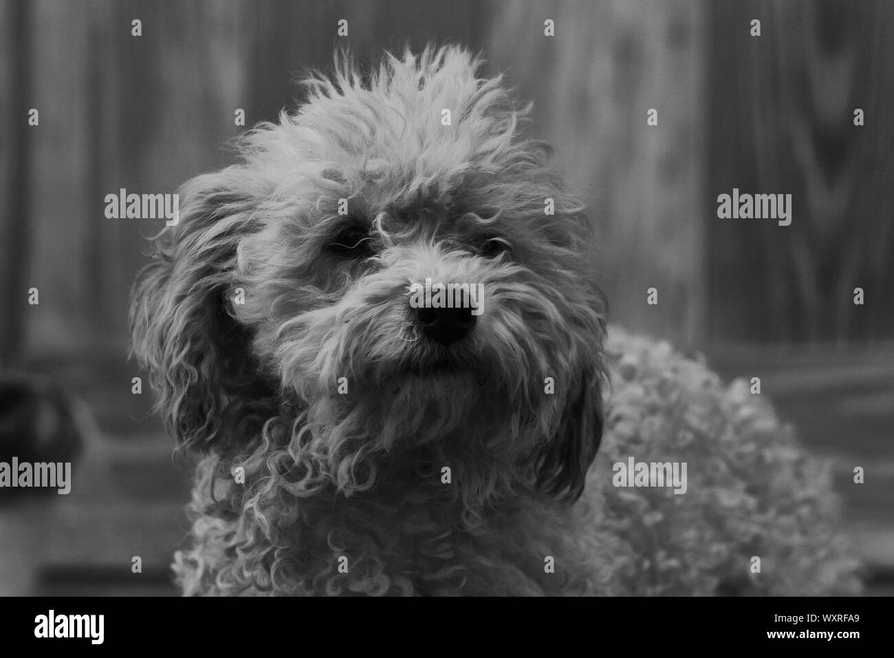 Dog licking girl Black and White Stock Photos & Images - Alamy