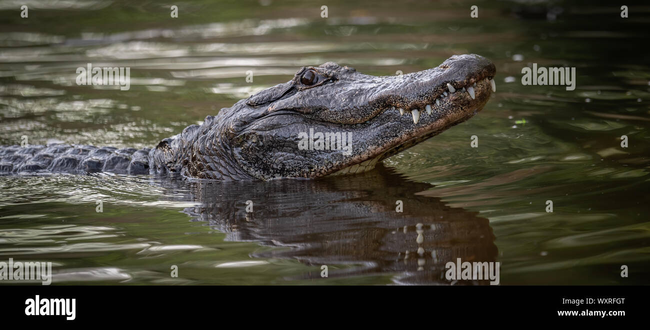 An Alligator in the Everglades, Florida Stock Photo