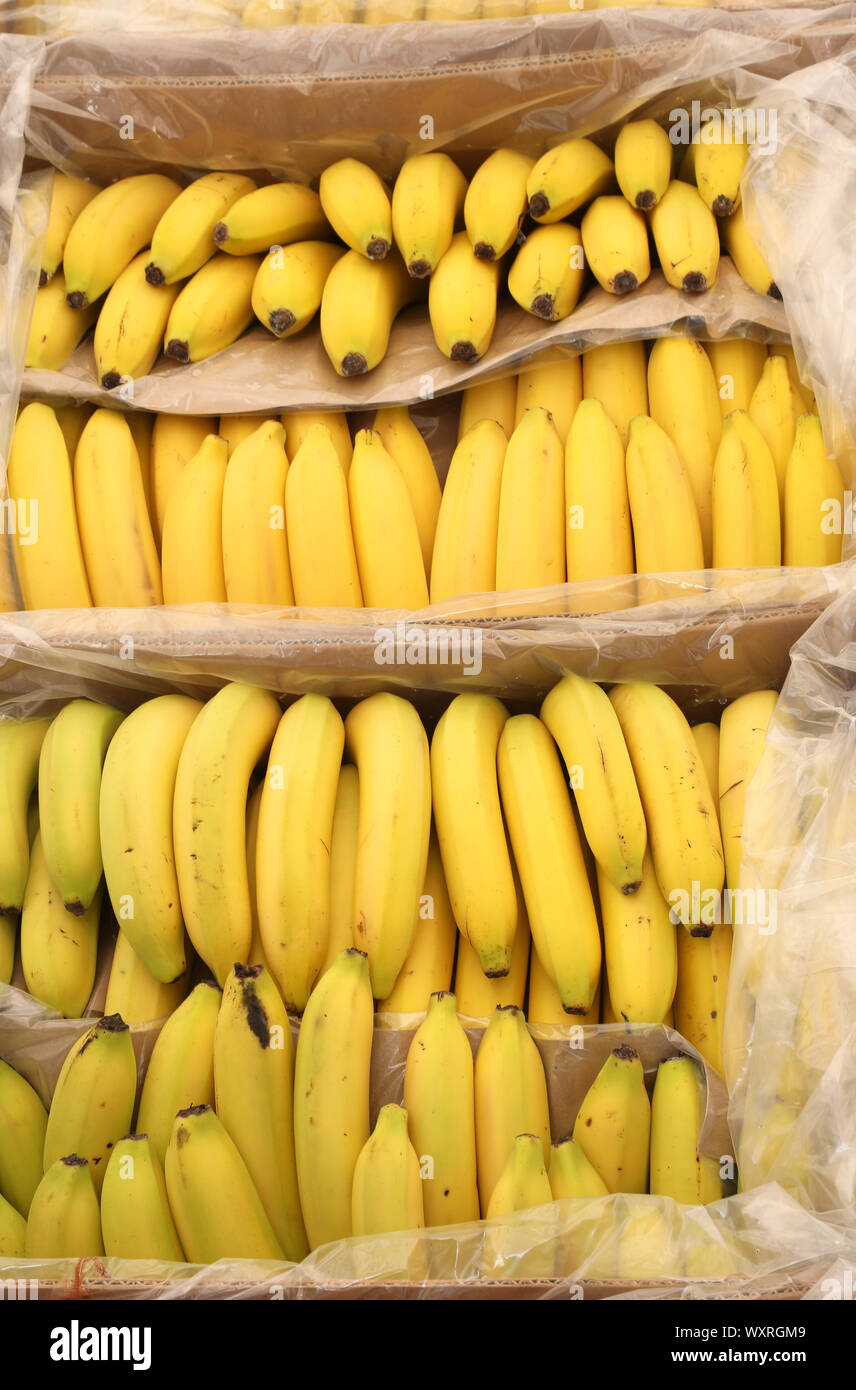 many yellow bananas for sale at market in the boxes Stock Photo Alamy