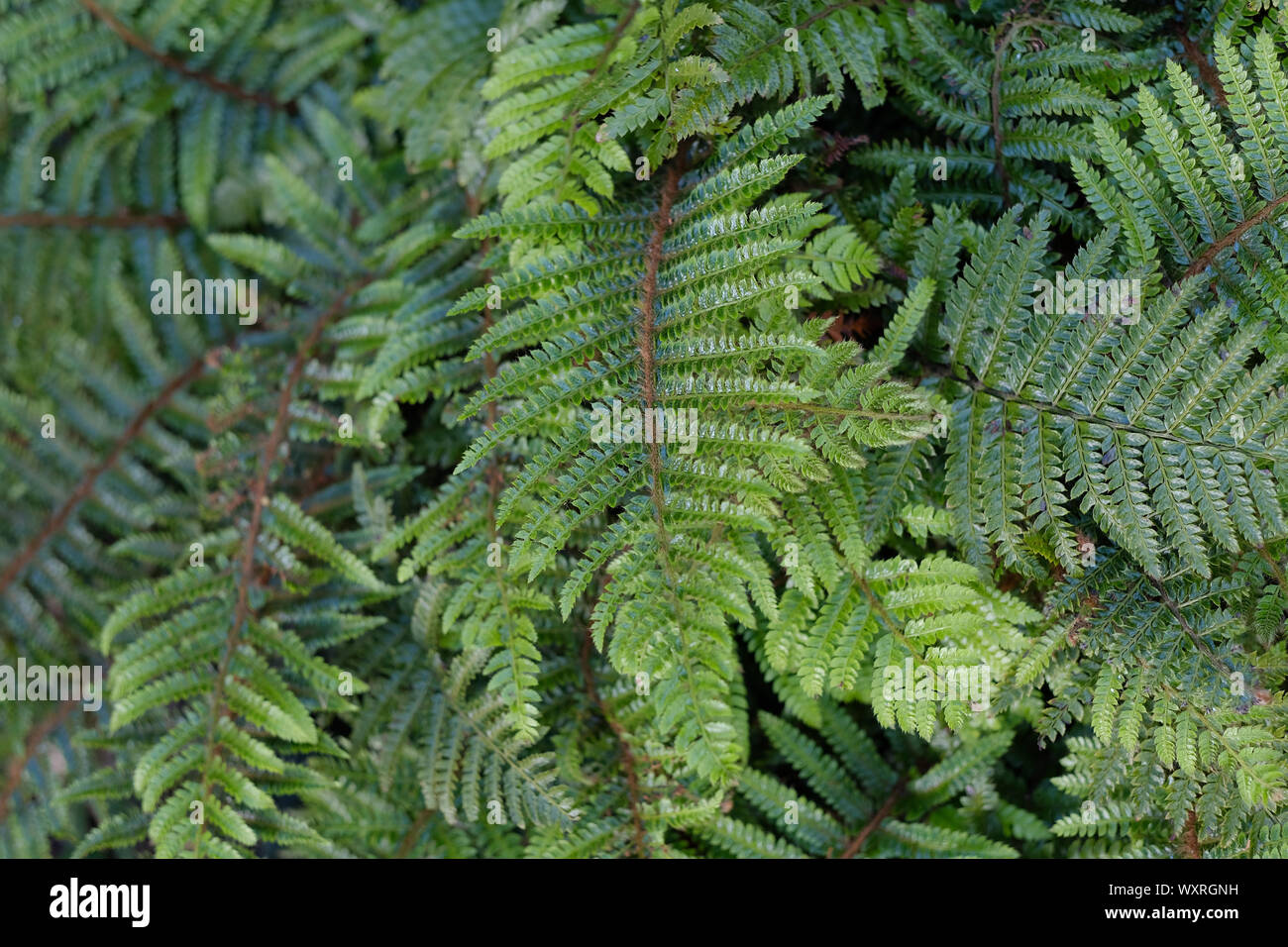 Green symmetry leaves fern hi-res stock photography and images - Alamy