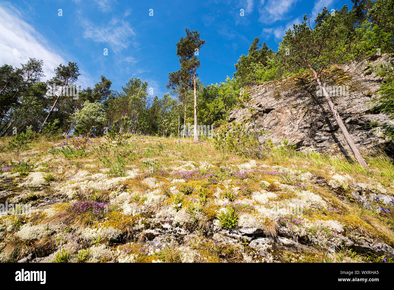 Mountain slope covered with moss and thyme on the shore of lake Ladoga Stock Photo