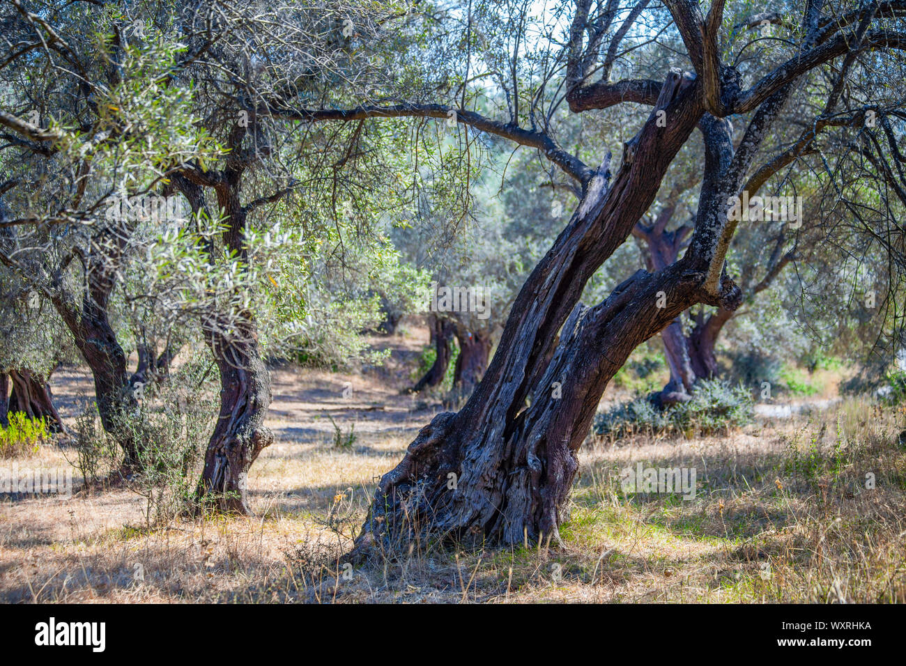 Ancient olive tree grove on Lefkada / Lefkas Island, Greece Stock Photo