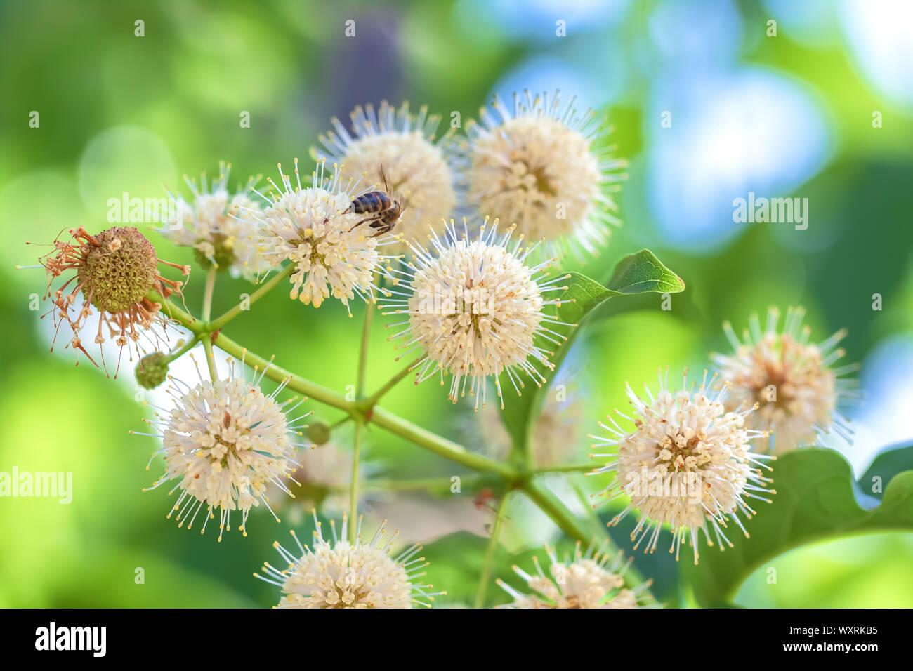 California buttonbush flowers (Cephalanthus occidentalis) with a honeybee. Stock Photo