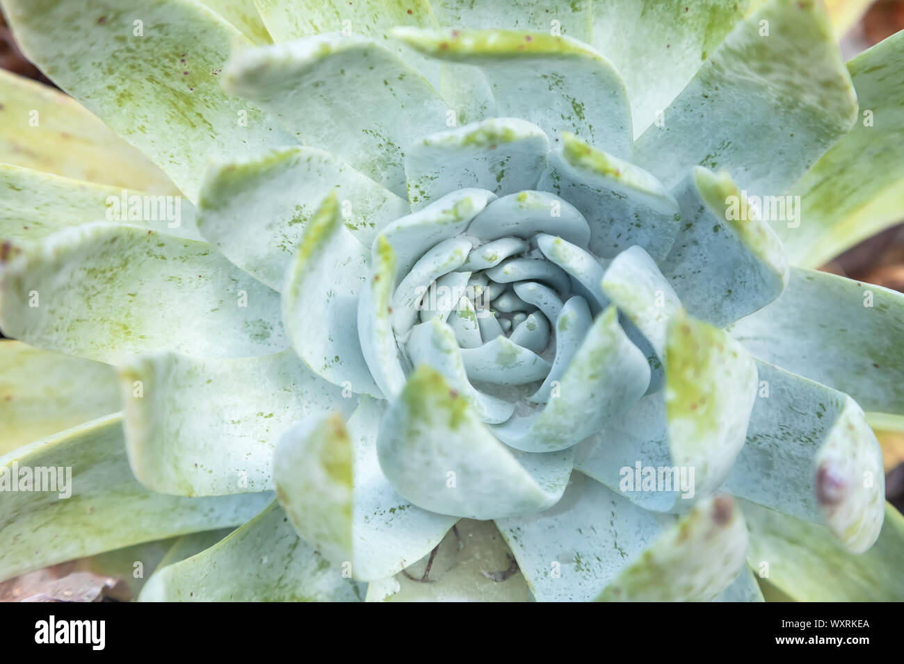 Close up at Britton's live-forever (Dudleya brittonii), Santa Barbara Botanical Garden, California,USA Stock Photo