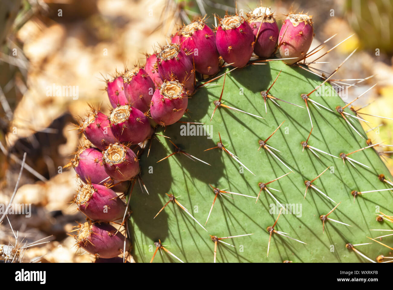 Coastal prickly-pear (Opuntia littoralis) with fruit Stock Photo