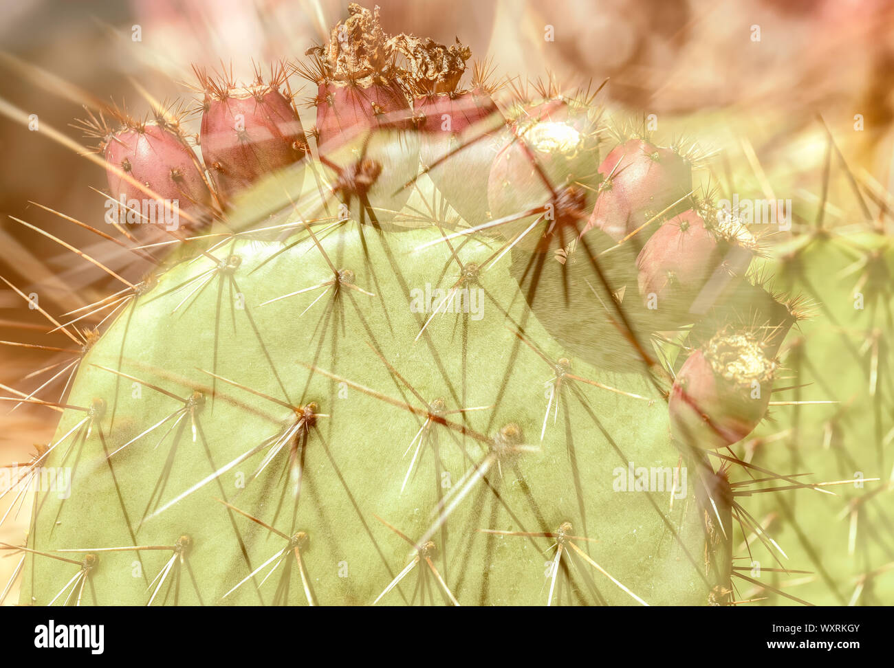 Double exposure presentation of the coastal prickly pear Opuntia littoralis. Stock Photo