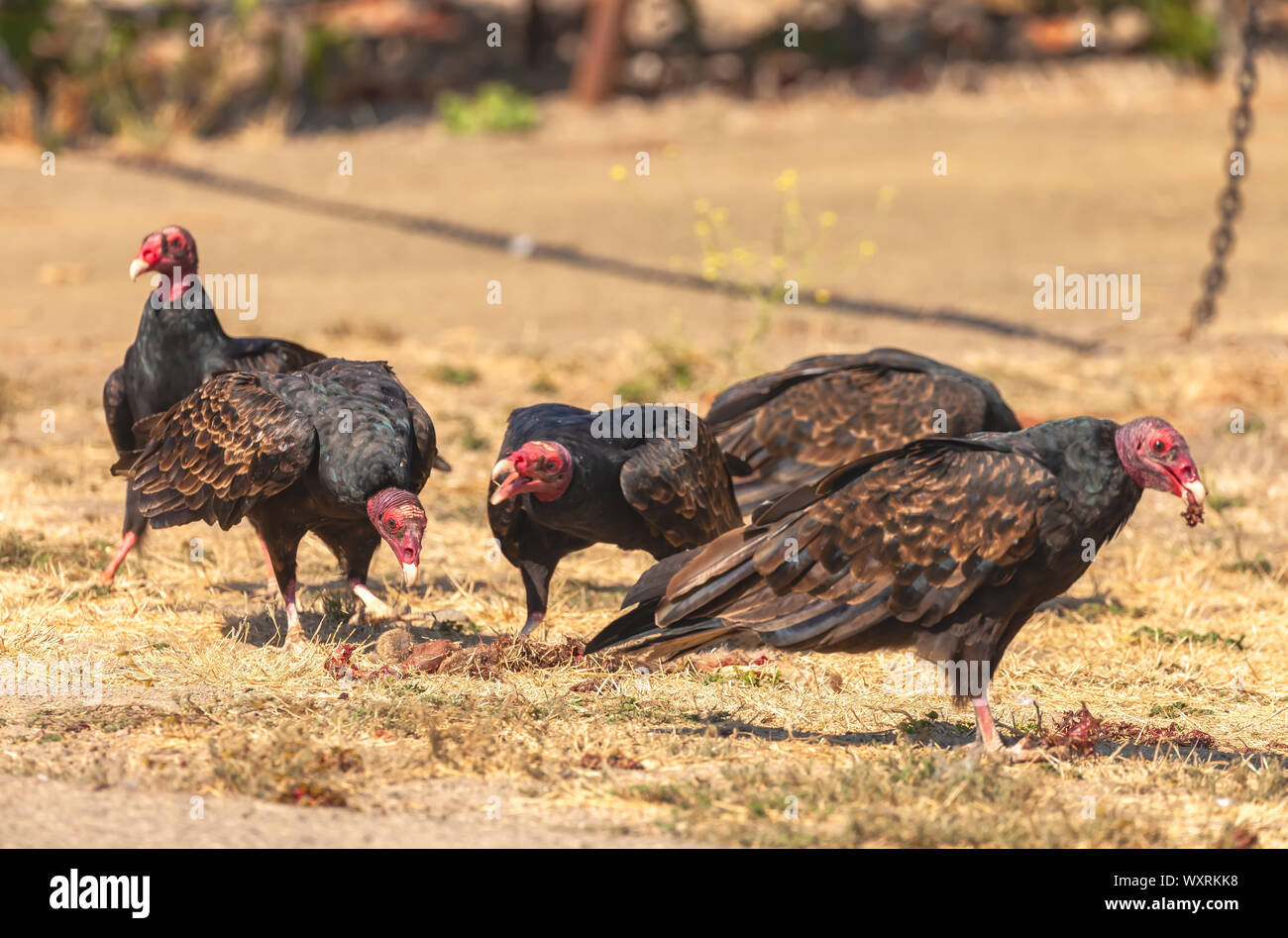 Flock of turkey vultures (Cathartes aura) feed on a road killed rabbit, San Olivos, California
