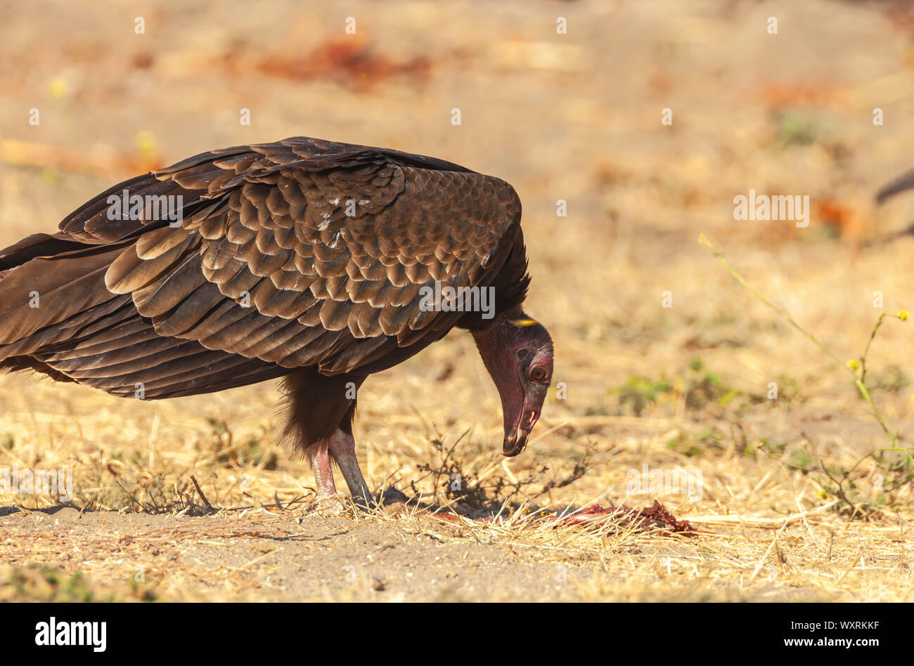 A turkey vulture (Cathartes aura) feeds on a road killed rabbit, San Olivos, California, USA Stock Photo