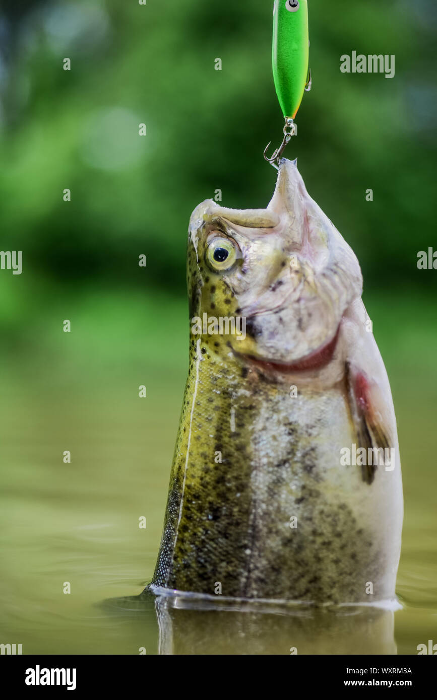 beginner fishing rod and reel Best Beginner Fishing Rods of 2026