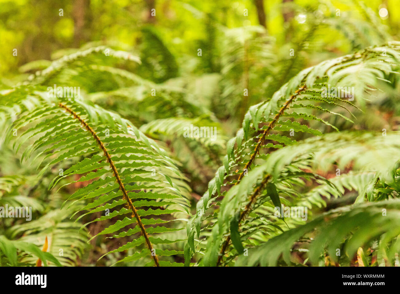 Battle Ground Lake State Park High Resolution Stock Photography and ...