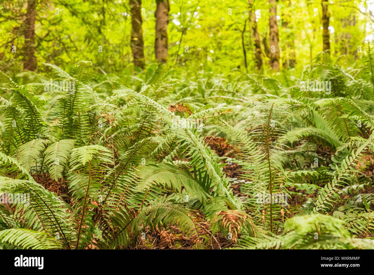 Battle Ground Lake State Park High Resolution Stock Photography and ...