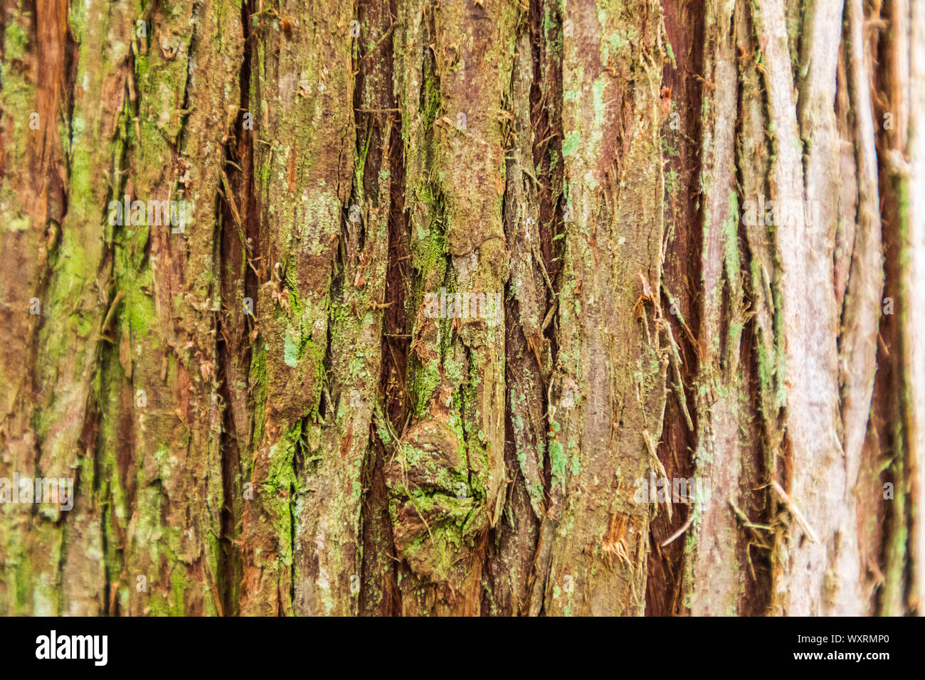 USA, Washington State, Battle Ground Lake State Park. Bark of a western