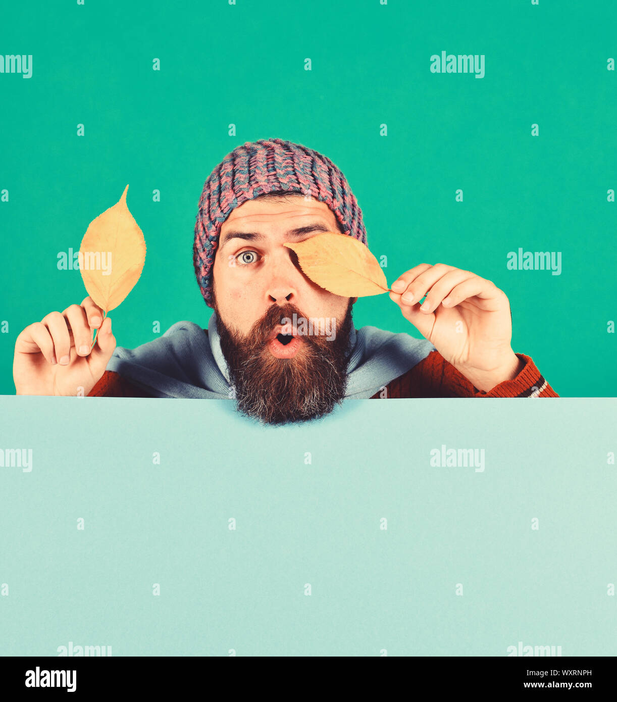 Man with beard holds yellow cherry tree leaves. Autumn and fallen leaves concept. Fall season ...