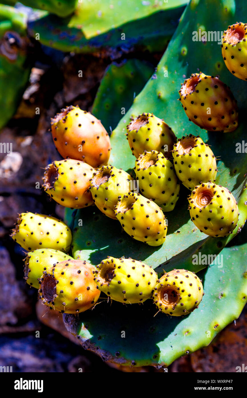 Growing cactus fruit (prickly pear) in Formentera, Balearic Islands